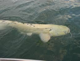 altele  - imagecxzs.jpeg